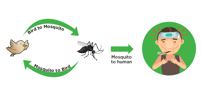 Mosquito to bird, bird to mosquito and mosquito to human.